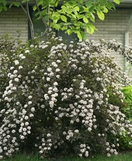 Summer Wine Ninebark, Physocarpus Opulifolius
Proven Winners
Sycamore, IL