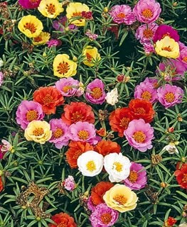 Sundial Mix Portulaca, Portulaca Grandiflora, Sundial Mix Flowers
Millette Photomedia
