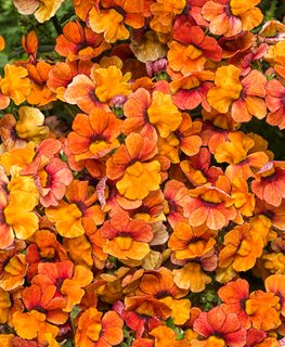 Sunsatia Blood Orange Nemesia, Orange Nemesia Flowers
Proven Winners
Sycamore, IL