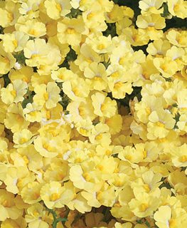 Sunsatia Lemon Nemesia, Nemesia Hybrid
Proven Winners
Sycamore, IL