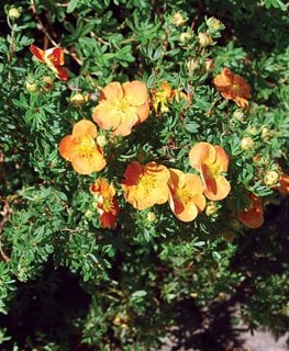 Sunset Potentilla, Potentilla Fruticosa, Orange Flower
Millette Photomedia

