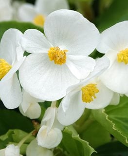Super Olympia White Begonia, White Begonia Flower
Shutterstock.com
New York, NY