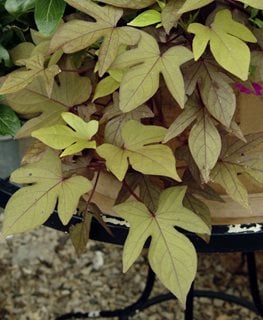 17+ Sweet Potato Plant Flower