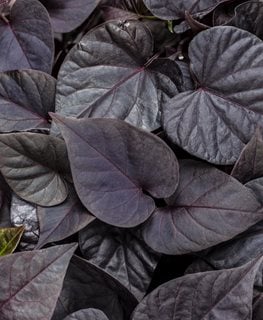Are potato vines poisonous to sales dogs