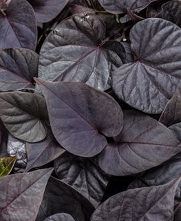 Sweet Potato Vine How To Plant Grow And Care For Ipomea Batatas Garden Design