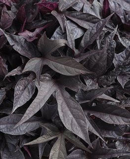 Sweet Caroline Raven Sweet Potato Vine