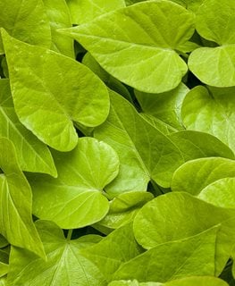 Sweet Potato Vine How To Plant Grow And Care For Ipomea Batatas Garden Design Sweet Potato Vine How To Plant Grow And Care For Ipomea Batatas Garden Design