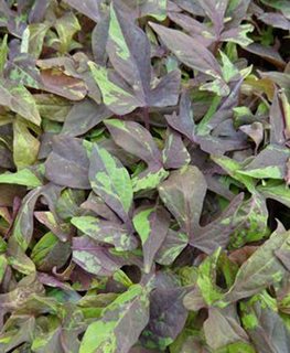 Sweet Georgia Bullfrog sweet potato vine