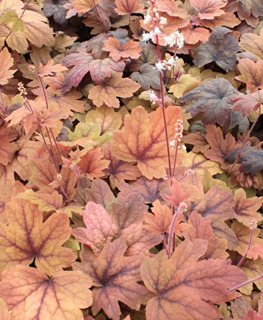 'Sweet Tea' heucherella