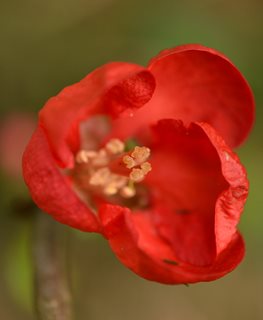 Texas Scarlet Quince, Chaenomeles X Superba, Red Flowering Shrub
Shutterstock.com
New York, NY