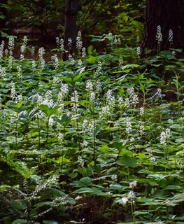 Tiarella Wherryi, Wherry's Foamflower
Millette Photomedia