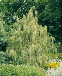 Tolleson's Blue Weeping Rocky Mountain Juniper, Juniper Tree, Rocky Mountain Juniper
Millette Photomedia