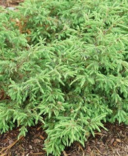 Tortuga Juniper, Juniperus Communis
Proven Winners
Sycamore, IL