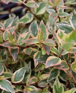 Tres Amigos Abelia, Abelia Grandiflora
Proven Winners
Sycamore, IL