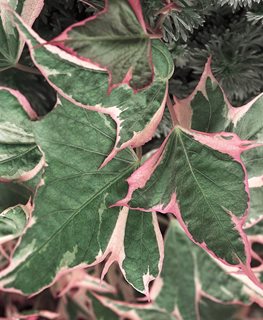 'Tricolor' sweet potato vine
