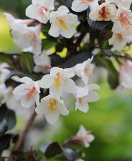 Tuxedo Weigela, Weigela Velda
Alamy Stock Photo
Brooklyn, NY