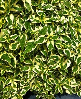 Twist Of Lime Abelia, Hopley’s Abelia, Variegated Foliage
Shutterstock.com
New York, NY