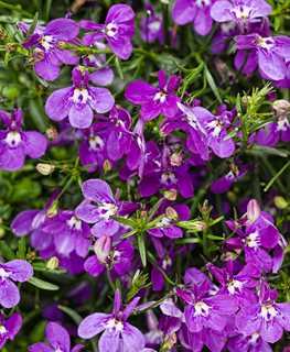 Ultraviolet Lobelia, Lobelia Erinus, Purple Lobelia
Proven Winners
Sycamore, IL