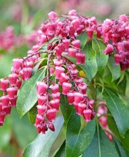 Valley Valentine Pieris, Lily Of The Valley Shrub
Shutterstock.com
New York, NY