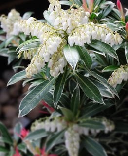 Valley Valentine Pieris, Pieris Japonica
Shutterstock.com
New York, NY