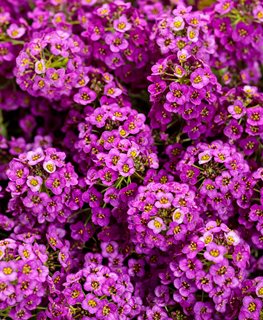 Violet Knight Alyssum, Lobularia Maritima
Proven Winners
Sycamore, IL