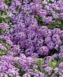 Violet Queen, Alyssum Flowerste  Alamy Stock Photo  Brooklyn, NY