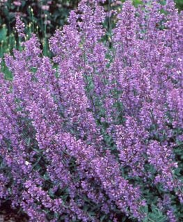 Walker’s Low Catmint, Nepeta Racemose
Walters Gardens
