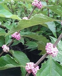 Welch’s Pink Beautyberry
Camellia Forest Nursery