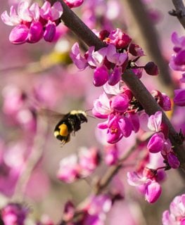 Western redbud blooms with bee