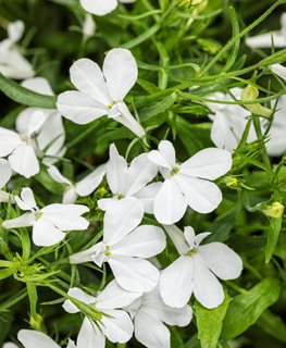 White Lobelia
Proven Winners
Sycamore, IL