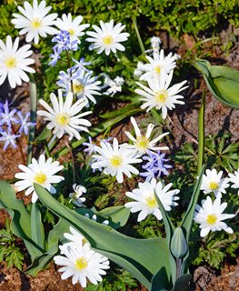 White Splendour Anemone
Shutterstock.com
New York, NY