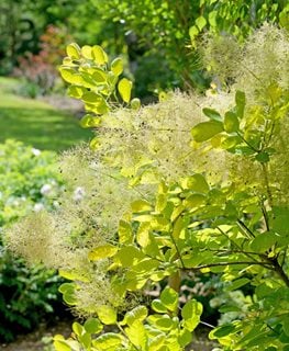 Winecraft Gold Smoke Bush, Cotinus Coggygria, Gold Foliage
Proven Winners
Sycamore, IL