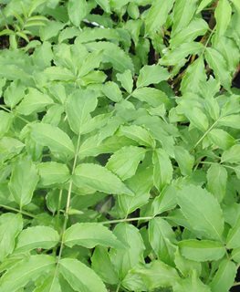 York Elderberry, Green Leaves
Proven Winners
Sycamore, IL