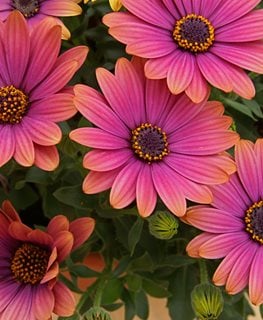Zion Copper Amethyst Flower, African Daisy Flower, Osteospermum Ecklonis
Millette Photomedia