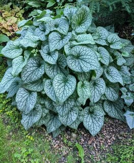 Alexander's Great Brunnera, Brunnera Macrophylla
Shutterstock.com
New York, NY