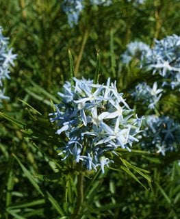 Arkansas Blue Star, Blue Star Plant, Amsonia Hubrichtii
Shutterstock.com
New York, NY
