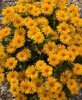 Athena Gold False Sunflower