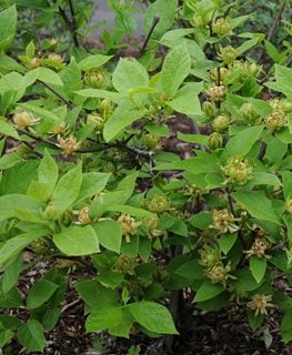 'Athens' Sweetshrub