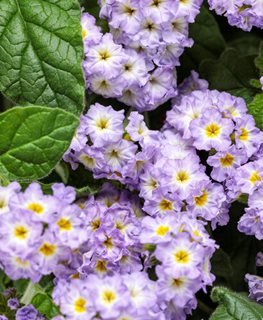 Augusta Lavender Heliotrope
