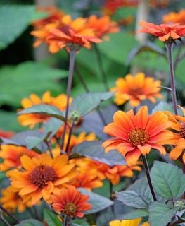 Bleeding Hearts False Sunflower