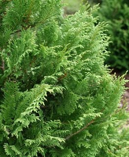 Cyparis Chamaecyparis: How to Grow False Cypress | Garden Design