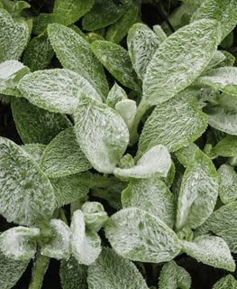 Cotton Ball Lamb's Ear, Lamb's Ear Plant
Shutterstock.com
New York, NY