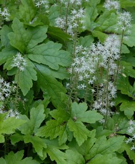 Crow Feather Foamflower, Tiarella Hybrid
Millette Photomedia