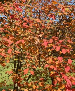 Downy Serviceberry, Amelanchier Arborea
Shutterstock.com
New York, NY