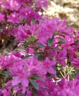 ENCORE AUTUMN AMETHYST AZALEA