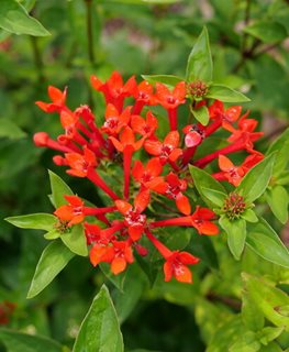 Estrellita Scarlet bouvardia