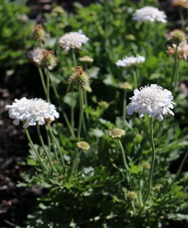 Flutter Pure White Scabiosa, Pincushion Flower
Proven Winners
Sycamore, IL