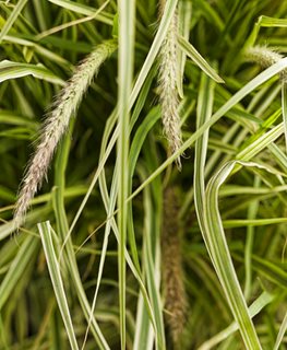 Graceful Grasses® ‘Sky Rocket’ Variegated Red Fountain Grass