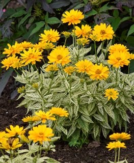 Bit of Honey False Sunflower