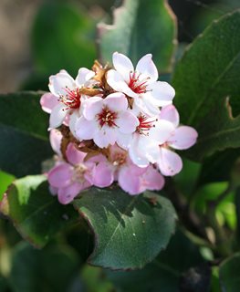 Indian Princess Indian Hawthorn, Pink Flowering Shrub
Shutterstock.com
New York, NY